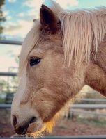 Colt, Baby Horse, Sedona