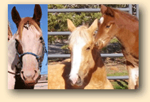 Meet the Medicine Horses